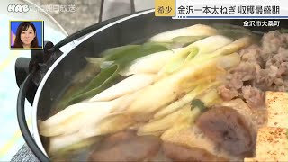 シャキシャキやわらか！金沢一本太ねぎ