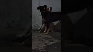 Poor Stray Puppies : Very Sad Life Of Poor Stray Puppies #shorts