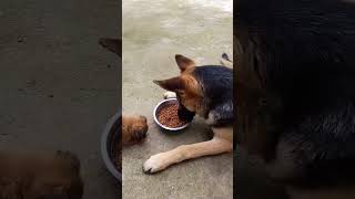 Brave Puppy Challenges a German Shepherd for Food—You Won’t Believe What Happens! 🐶🍴🐕