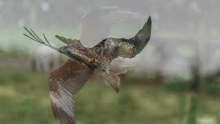 Red Kites Bonus