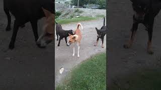 like subcrbe God  Dog love#shorts #youtubeshorts#viral #volg#dog #doglover