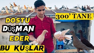 “ DOSTU DÜŞMAN EDER BU KUŞLAR” 300’TANE FİLO GÜVERCİNİ | muzaffer korkulu kümesi