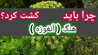 چرا باید هنگ کشت کنیم؟  | انگوزه | هنگ | آنغوزه | ده تا خواص معجزه آسای هنگ