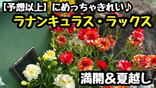 ◆満開が超すごい♪【ラナンキュラスラックス】球根掘り上げ・夏越しも考える🌱