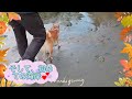 【柴犬 shibainu】琥珀、初めての江ノ島 u0026初めての海💜