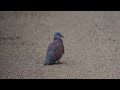 【綺麗な雄】ベニバト red turtle dove