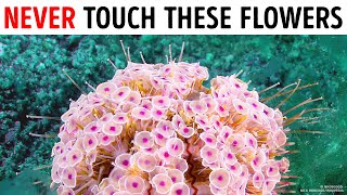 If You See These Ocean Flowers, Swim Away FAST!