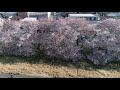 熊谷さくら祭 2019 埼玉県熊谷市　cherry blossom festival　kumagaya city saitama prefecture　japan