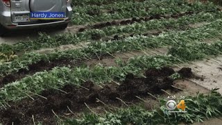 Federal Agents Raid Homes, Bust Several Large Illegal Marijuana Grows