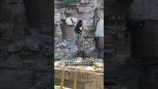 おやつをもりもり食べるマーサ  マレーグマ  《天王寺動物園》