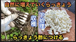 【らっきょう】収穫、下処理、らっきょう酢に漬け込み作業！Rakkyo harvest