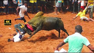 Jallikattu 2024 / ஜல்லிக்கட்டில் காளைகளின் கொலைவெறி ஆட்டம்