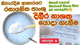 ඔබ දැනුවත්ද? 😲🌱 නිවැරදිව රසායනික දිලිර නාශක මගින් පස ජීවානු හරනය කරගමු  කැප්ටාන් how to use captan