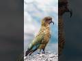 Meet the Enigmatic Kea: The Genius Alpine Parrot of New Zealand's Majestic Mountains! 🌄🦜#shortsfeed