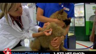 Dog and Cat Vaccination Clinics. How to protect you pet for less at PETCO.
