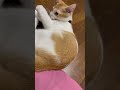 トイレットペーパーの芯で遊ぶ子猫 子猫 猫のいる暮らし 猫動画