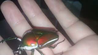 Escarabajo verde - Green beetle, Mozambique -  (Dicronorhina derbyana) 2019