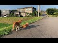 【柴犬カイ】景色に映えるイケメン柴犬