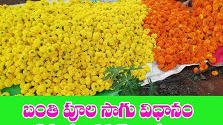 బంతిపూల సాగు‌ విధానం పూర్తిగా||Marry gold Farming In Telugu,