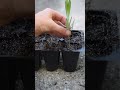 propagate lavender from cuttings garden growyourownfood lavender