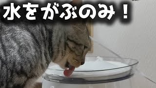 自動給水器に変えたら水をがぶ飲みする猫達【アメリカンショートヘア(成猫)】