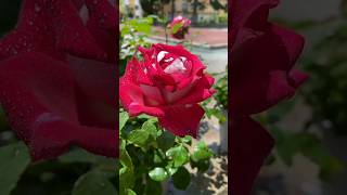 Happy rose 💐🌹 day #rose #day #trending #virel #short #video