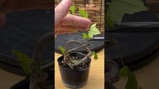 ⬆️本編/Main video⬆️【盆栽】楓/[bonsai]Acer　 maple #shorts