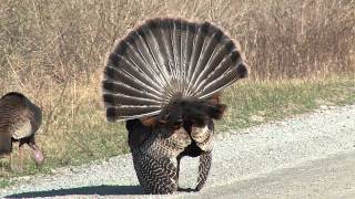 Tom Turkey Displaying