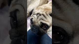 ”ごはん”の言葉に過敏に反応するパグのカイルイ君www　おやつ編#shorts #パグ #pug #多頭飼い #犬#dog #京都 ＃はなぺちゃ#ご飯