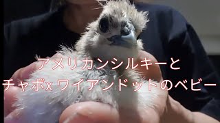 フィリピン田舎の鶏チャボちゃんDNAを次世代に#chabo#bantam#silky#babychickens#wyandotte#ちゃぼ#烏骨鶏#ワイアンドット#ひよこ