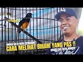 [ Murai Batu NOYO GENGGONG ] Ini Cara Melihat Birahi Burung Saat di Gantangan ‼️Juara 1 & 4 di PJB