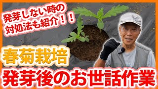 家庭菜園や農園の春菊栽培で発芽後の重要お世話！発芽しない時の改善点と春菊の育て方！【農家直伝】Tips for caring for garland chrysanthemum cultivation