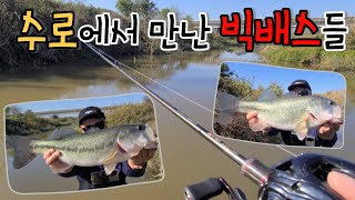 가을배스낚시 수로 런커들은 커버 깊숙히 이거지! BassFishing EP92