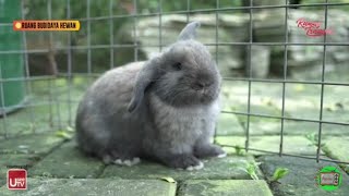 Ruang Budidaya Hewan - Kelinci Holland Lop (tips budidaya dan perawatan)