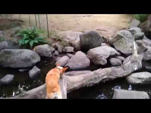 Corgi learn new trick Corgi learn new trick