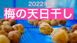 【2022年】今年の【梅の天日干し（土用干し）】