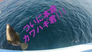 【カワハギ釣り】横須賀市長井港から出船