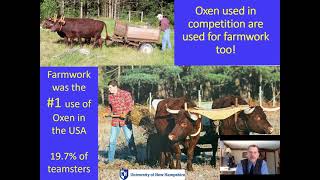 Drew Conroy - Oxen: Status, Uses and Practices in the USA