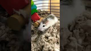 The hamster Dance￼