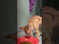 Yeay makan siang #cat #catlover #fypviral #kucinglucu #videolucu