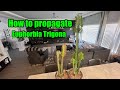 HOW TO PROPAGATE EUPHORBIA TRIGONA. AFRICAN MILK TREE. #plants #euphorbia #succulent