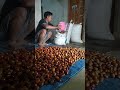 Tahun ini harga buah jengkol cukup setabil#videoshorts