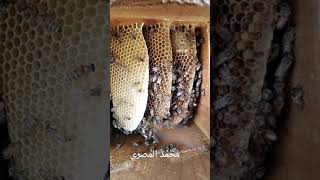 خلايا النحل البلدية وبناء الشمع الطبيعي Municipal beehives and building natural wax