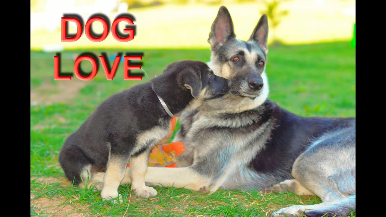 Dog Love Youtube
