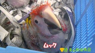 【東山動植物園公式】アカコンゴウインコのあかちゃん part5 《 アカコンゴウインコ　インコ 》