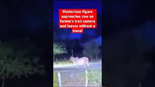 Mysterious Figure Approaches Cow on Farmer’s Trail Camera and Leaves Without a Trace! 😳