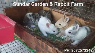 மதுரையில் சுந்தர் முயல் பண்ணை வாங்க பாக்கலாம் #bunnies #breeding Box available PH; 8072573349