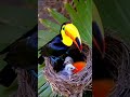 toucan the colorful icon of the rainforest toucan rainforestbird exoticbirds