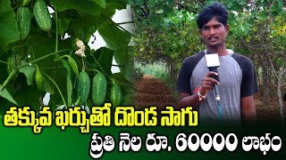 Young Farmer Success Story On Ivy Gourd Cultivation With Pendal System | Donda Saagu | SumanTVRythu