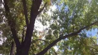 Cicada Mating Call In Trees